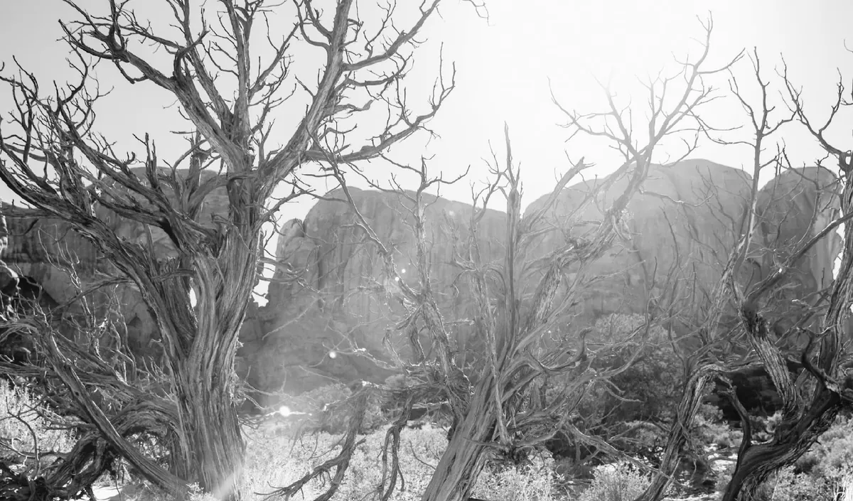 Infrared look: after